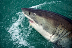 How Big Is A Great White Shark?
