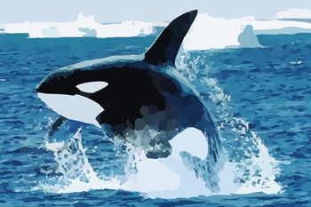 Read more about the article How Much Do Killer Whales Weigh?