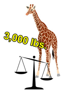 How Heavy Is a Giraffe?