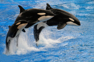 How much do killer whales weigh?