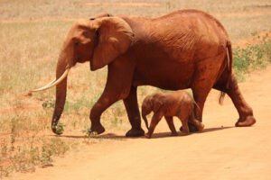 How Much Does A Baby Elephant Weigh? A calf walking near her mother.