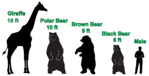How tall do bears get comparison?