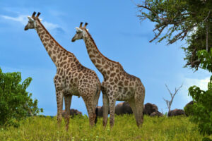 How Tall Do Giraffes Grow?