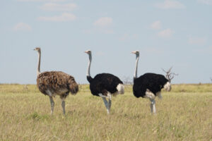 How Tall Is An Ostrich?