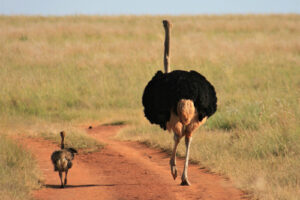 How big is a baby ostrich?