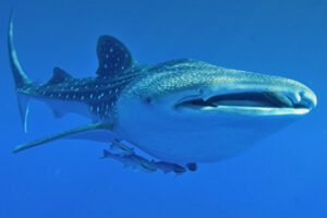 Read more about the article How Heavy is a Whale Shark?