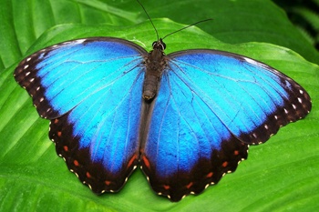 Read more about the article What Is The Difference Between Butterfly And Moth