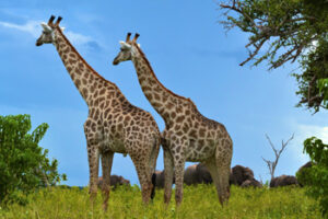 Read more about the article How Tall Do Giraffes Grow?
