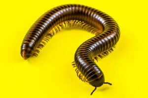 Read more about the article How Many Legs Do Millipedes Have?
