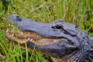 Read more about the article What Does An Alligator Eat?