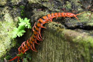 Read more about the article How Many Legs Are On A Centipede?