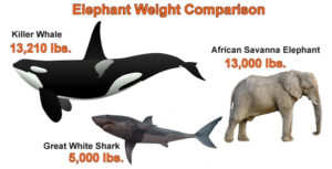 Elephant size comparison to shark.