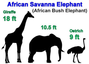elephant height comparison.
