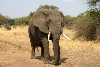 Read more about the article How Much Does A Full Grown Elephant Weigh?