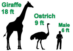 How tall is an ostrich in feet compared to a man?