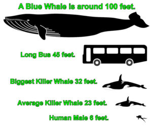 Killer whale length comparison chart