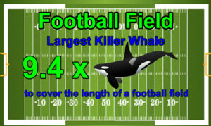 Killer whale length compared to football field.