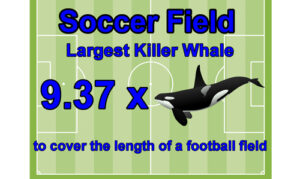 Killer whale length compared to a soccer field.
