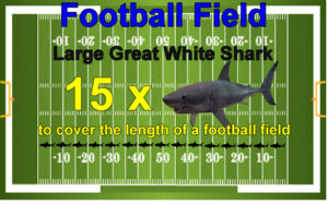 A football feild compared to a great white shark.