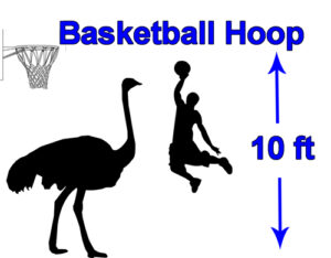 Ostrich height compared to a basketball hoop height.