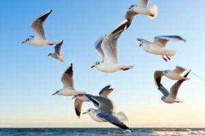 What do seagulls eat?