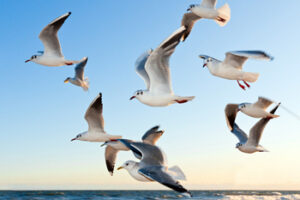 Read more about the article What Do Seagulls Eat?