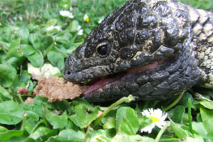 Read more about the article What Do Shingleback Lizards Eat?