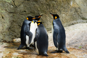 How Tall Do Penguins Get?