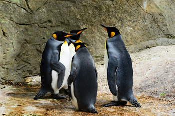 Read more about the article How Tall Do Penguins Get?