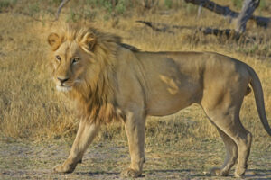 Read more about the article What Does A Lion Weigh?