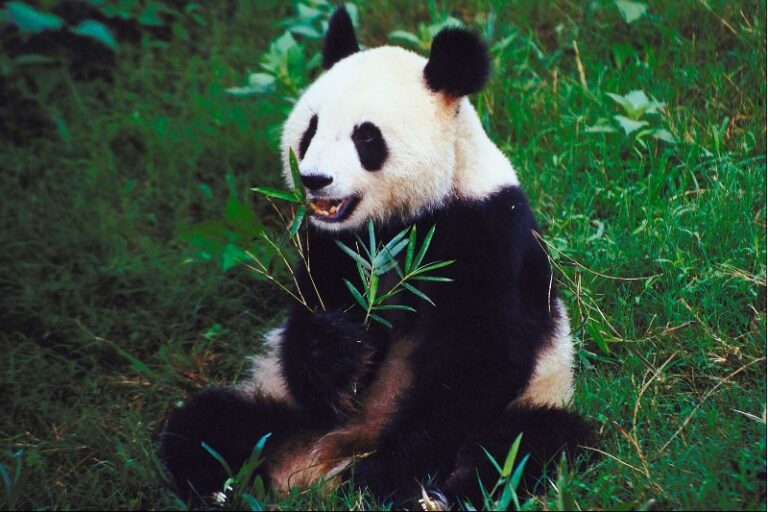Read more about the article 30 Facts About Panda Bears You May Not Know!